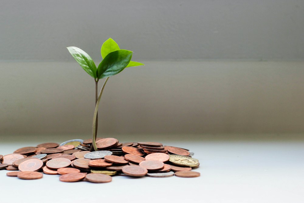 A plant growing out of coins